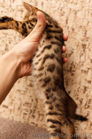 Продаются бенгальские коты и кошки - <ro>Изображение</ro><ru>Изображение</ru> #5, <ru>Объявление</ru> #1082538