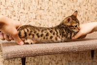 Продаются бенгальские коты и кошки - <ro>Изображение</ro><ru>Изображение</ru> #2, <ru>Объявление</ru> #1082538