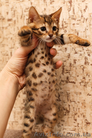 Продаются бенгальские коты и кошки - <ro>Изображение</ro><ru>Изображение</ru> #6, <ru>Объявление</ru> #1082538