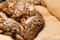 Продаются бенгальские коты и кошки - <ro>Изображение</ro><ru>Изображение</ru> #1, <ru>Объявление</ru> #1082538