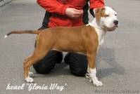 Супер щенки  Девочки  Ам. Стаф. Терьера. - <ro>Изображение</ro><ru>Изображение</ru> #2, <ru>Объявление</ru> #207286