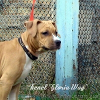 Супер щенки  Девочки  Ам. Стаф. Терьера. - <ro>Изображение</ro><ru>Изображение</ru> #3, <ru>Объявление</ru> #207286