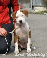 Супер щенки  Девочки  Ам. Стаф. Терьера. - <ro>Изображение</ro><ru>Изображение</ru> #1, <ru>Объявление</ru> #207286