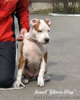 Выстовачный щенок  Девочка  Ам. Стафф. Терьер., - <ro>Изображение</ro><ru>Изображение</ru> #4, <ru>Объявление</ru> #313359