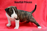 щенки бультерьера от титулованых родителей - <ro>Изображение</ro><ru>Изображение</ru> #3, <ru>Объявление</ru> #1069643
