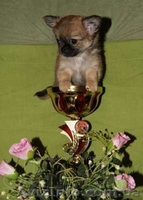 Щенки чихуахуа из профессионального питомника - <ro>Изображение</ro><ru>Изображение</ru> #3, <ru>Объявление</ru> #1082904