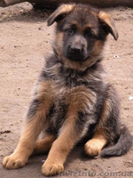 немецкое овчарование - <ro>Изображение</ro><ru>Изображение</ru> #4, <ru>Объявление</ru> #1076021