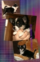 Щенки чихуахуа из профессионального питомника - <ro>Изображение</ro><ru>Изображение</ru> #1, <ru>Объявление</ru> #1082904