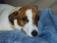 Симпатичные щенки джек рассел терьера - <ro>Изображение</ro><ru>Изображение</ru> #1, <ru>Объявление</ru> #1076055