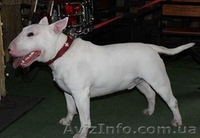 Продаются щенки английского бультерьера - <ro>Изображение</ro><ru>Изображение</ru> #1, <ru>Объявление</ru> #1091058