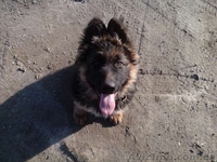  Немецкая родословная овчарка со всеми документами  - <ro>Изображение</ro><ru>Изображение</ru> #1, <ru>Объявление</ru> #1085592