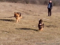  Немецкая родословная овчарка со всеми документами  - <ro>Изображение</ro><ru>Изображение</ru> #3, <ru>Объявление</ru> #1085592