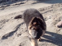  Немецкая родословная овчарка со всеми документами  - <ro>Изображение</ro><ru>Изображение</ru> #2, <ru>Объявление</ru> #1085592