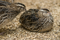 Перепелиные яйца, суточные перепела опт - <ro>Изображение</ro><ru>Изображение</ru> #1, <ru>Объявление</ru> #1090928