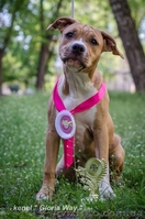 Милая девочка АСТ Стафф Терьер - <ro>Изображение</ro><ru>Изображение</ru> #2, <ru>Объявление</ru> #1091435