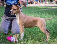 Милая девочка АСТ Стафф Терьер - <ro>Изображение</ro><ru>Изображение</ru> #3, <ru>Объявление</ru> #1091435