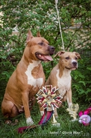 Милая девочка АСТ Стафф Терьер - <ro>Изображение</ro><ru>Изображение</ru> #4, <ru>Объявление</ru> #1091435