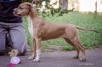 Щенки Стаффордширского Терьера. - <ro>Изображение</ro><ru>Изображение</ru> #5, <ru>Объявление</ru> #200814