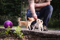 Щенки чихуахуа  чихуахуа  - <ro>Изображение</ro><ru>Изображение</ru> #1, <ru>Объявление</ru> #1092620