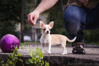 Щенки чихуахуа  чихуахуа  - <ro>Изображение</ro><ru>Изображение</ru> #2, <ru>Объявление</ru> #1092620