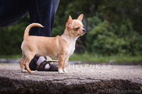 Щенки чихуахуа  чихуахуа  - <ro>Изображение</ro><ru>Изображение</ru> #3, <ru>Объявление</ru> #1092620