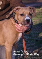 Очаровательный щенок Американского Стаффордширского Терьера., Киев - <ro>Изображение</ro><ru>Изображение</ru> #4, <ru>Объявление</ru> #214352