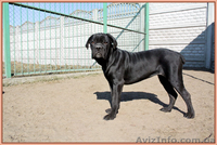 Кане Корсо. Помёт от итальянской пары Чемп - <ro>Изображение</ro><ru>Изображение</ru> #2, <ru>Объявление</ru> #1087728