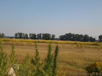 Продам участок 15 соток в c. Процев, Бориспольского р-на - <ro>Изображение</ro><ru>Изображение</ru> #2, <ru>Объявление</ru> #1097348