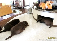 Продаются элитные, клубные щенки шоколадного лабрадора ретривера  - <ro>Изображение</ro><ru>Изображение</ru> #1, <ru>Объявление</ru> #1092325