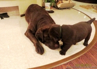 Продаются элитные, клубные щенки шоколадного лабрадора ретривера  - <ro>Изображение</ro><ru>Изображение</ru> #2, <ru>Объявление</ru> #1092325