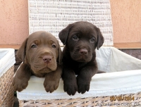 Элитные щенки лабрадора с шоу перспективой - <ro>Изображение</ro><ru>Изображение</ru> #4, <ru>Объявление</ru> #1096395