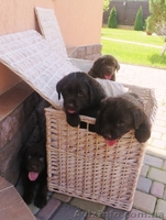 Элитные щенки лабрадора с шоу перспективой - <ro>Изображение</ro><ru>Изображение</ru> #2, <ru>Объявление</ru> #1096395