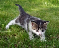 Отдам котенка-мальчика в добрые руки (возраст - 1 месяц) - <ro>Изображение</ro><ru>Изображение</ru> #1, <ru>Объявление</ru> #1097746