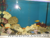 Обслуживание аквариумов Киев - <ro>Изображение</ro><ru>Изображение</ru> #2, <ru>Объявление</ru> #1095568