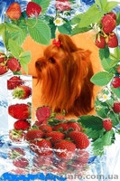 Щеночки Йоркширского терьера клуб - <ro>Изображение</ro><ru>Изображение</ru> #6, <ru>Объявление</ru> #1097136