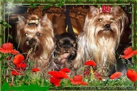 Щеночки Йоркширского терьера клуб - <ro>Изображение</ro><ru>Изображение</ru> #7, <ru>Объявление</ru> #1097136