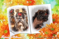 Щеночки Йоркширского терьера клуб - <ro>Изображение</ro><ru>Изображение</ru> #9, <ru>Объявление</ru> #1097136