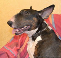 Продаются щенки английского бультерьера - <ro>Изображение</ro><ru>Изображение</ru> #2, <ru>Объявление</ru> #1091058