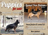 Щенки от Чемпионов - <ro>Изображение</ro><ru>Изображение</ru> #1, <ru>Объявление</ru> #1102013