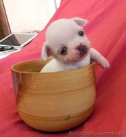 Чихуахуа - беленькие мини щеночки - <ro>Изображение</ro><ru>Изображение</ru> #1, <ru>Объявление</ru> #1101711
