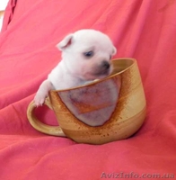 Чихуахуа - беленькие мини щеночки - <ro>Изображение</ro><ru>Изображение</ru> #3, <ru>Объявление</ru> #1101711