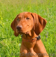 Щенок венгерской легавой - <ro>Изображение</ro><ru>Изображение</ru> #1, <ru>Объявление</ru> #1099674