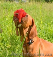 Щенок венгерской легавой - <ro>Изображение</ro><ru>Изображение</ru> #2, <ru>Объявление</ru> #1099674