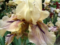 продам ирис на осень ирис сортовые - <ro>Изображение</ro><ru>Изображение</ru> #1, <ru>Объявление</ru> #1106182