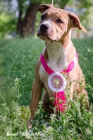 Очень красивая девочка Амстафф Терьра АСТ - <ro>Изображение</ro><ru>Изображение</ru> #2, <ru>Объявление</ru> #1104953