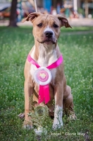 Элитная девочка Американского Стаффордширского Терьера. - <ro>Изображение</ro><ru>Изображение</ru> #6, <ru>Объявление</ru> #1098102