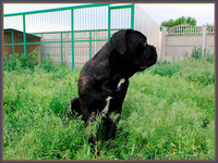 Кане Корсо щенки. Помёт от итальянской пары Чемпионов 093 652 92 29 - <ro>Изображение</ro><ru>Изображение</ru> #6, <ru>Объявление</ru> #1099564