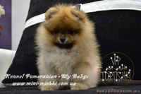 Эксклюзивные щенки померанского шпица редких окрасов VIP-Classa! - <ro>Изображение</ro><ru>Изображение</ru> #5, <ru>Объявление</ru> #1104252