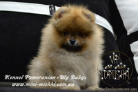 Эксклюзивные щенки карликового померанского шпица Тип-Мишки VIP-Classa - <ro>Изображение</ro><ru>Изображение</ru> #4, <ru>Объявление</ru> #1109542