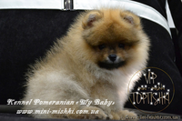 Эксклюзивные щенки карликового померанского шпица Тип-Мишки VIP-Classa - <ro>Изображение</ro><ru>Изображение</ru> #5, <ru>Объявление</ru> #1109542